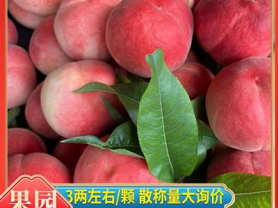 现摘现发红毛桃平谷新鲜水果应季黄毛桃批发整斤毛桃小果3左右/个图1