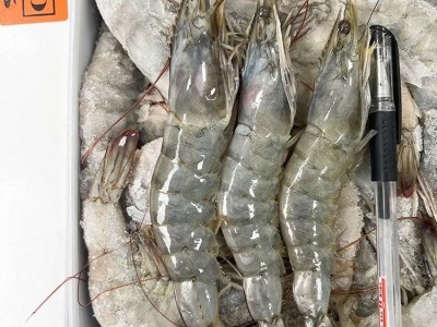 4斤包邮 盐冻厄瓜多尔南美白对虾 王牌桑塔欧玛莎 新鲜日期发货图4