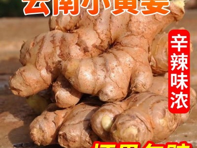 云南小黄姜新鲜批发生姜老姜新姜生鲜块姜1/2/3/5/8/9/10一件代发图1