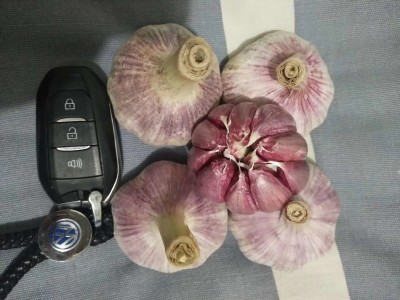 供应金乡太空蒜种，蒜子，紫皮蒜子，白皮蒜子图3