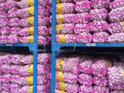 大量供应山东大蒜，干蒜，鲜蒜、市场蒜。蒜米料，出口大蒜图1