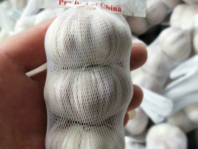 大量供应山东大蒜，干蒜，鲜蒜、市场蒜。蒜米料，出口大蒜图4