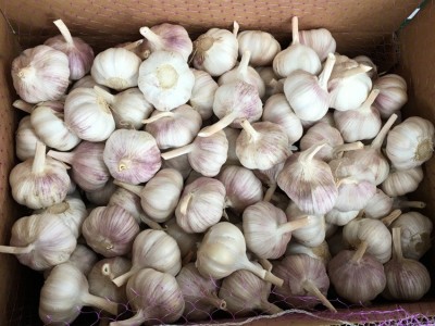 供应金乡大蒜 大蒜出口残次品2kg 28元 ，不影响使用，美观度欠，图4