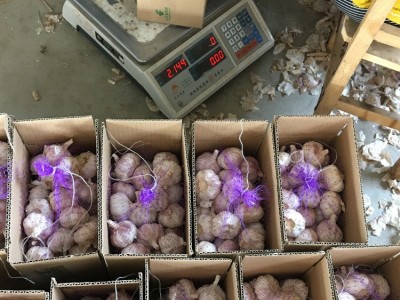 出口质量大蒜头4cm-6.0cm混装 28元/件 2kg/件 金乡大蒜口图3