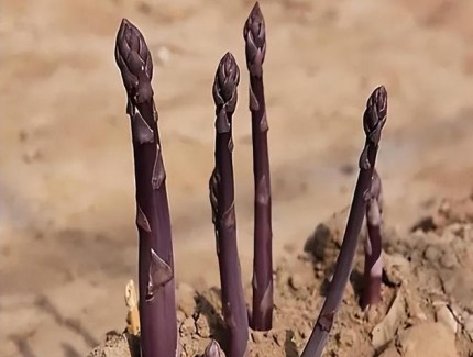芦笋可以用水养吗？揭秘水培芦笋的可行性与技巧