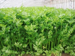西芹的四季种植：四季皆宜的蔬菜