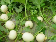香瓜成熟期揭秘：从25天到80天，甜度背后的时间密码