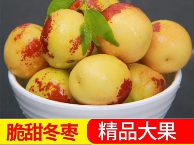 冬枣图5
