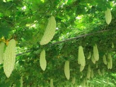 苦瓜增产秘籍：从田间到餐桌的丰收密码