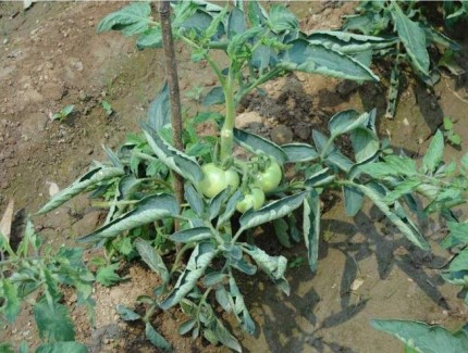 番茄开花后，这样管理让果实挂满枝头