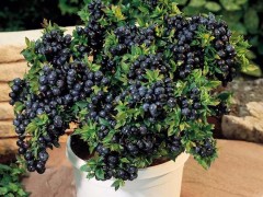 从种子到果实：蓝莓种植全攻略