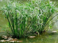 十大最耐寒的水生植物：让寒冬绽放绿意的生命奇迹