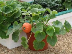 盆栽南瓜选盆大揭秘：深度选对，南瓜才能“盆里疯长”