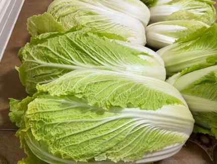 大白菜缺磷不用愁！教你识别症状以及如何解决