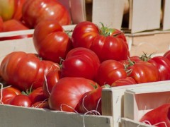 大棚种植西红柿，如何管控病虫害问题？