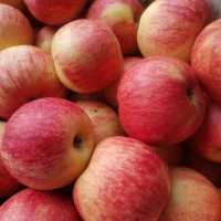 解锁苹果吃法西安品茶工作室脆嫩多汁承包三餐酸甜滋味