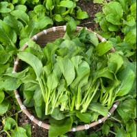 秋天该给餐桌加啥菜西安品茶工作室这几种应季蔬菜润燥又下饭