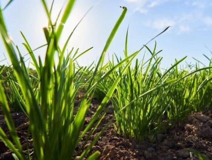 韭菜能和葱一起种植吗？教你科学种植方法