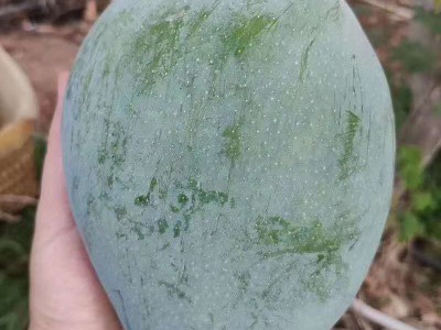 凯特芒果攀枝花凯特芒大芒果青皮芒果大果非贵妃红玉苹果芒大青芒图2