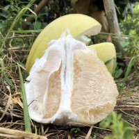 柚子沙田柚广东梅州沙田柚子非广西沙甜柚子琯溪蜜柚水果新鲜代发