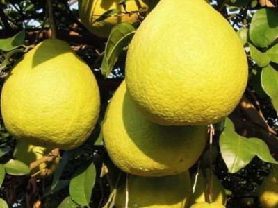 柚子沙田柚广东梅州沙田柚子非广西沙甜柚子琯溪蜜柚水果新鲜代发图2