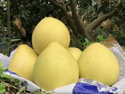 柚子沙田柚广东梅州沙田柚子非广西沙甜柚子琯溪蜜柚水果新鲜代发图4