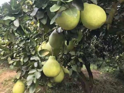 柚子沙田柚广东梅州沙田柚子非广西沙甜柚子琯溪蜜柚水果新鲜代发图5