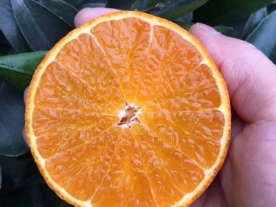 爱媛38号果冻橙柑橘红美人手剥果冻橙孕妇丹棱爱媛新鲜水果代发图3