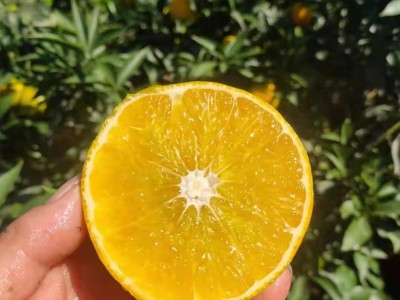爱媛38号果冻橙柑橘红美人手剥果冻橙孕妇丹棱爱媛新鲜水果代发图4