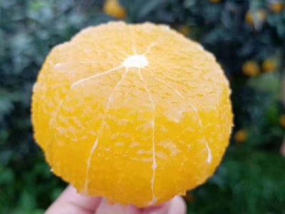 爱媛38号果冻橙柑橘红美人手剥果冻橙孕妇丹棱爱媛新鲜水果代发图2