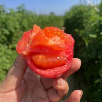 攀枝花西红柿高山漏天西红柿新鲜9斤番茄蔬菜生吃大沙瓤西红柿