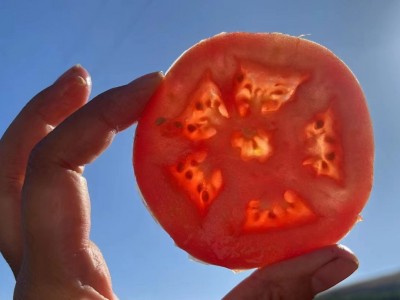 攀枝花西红柿高山漏天西红柿新鲜9斤番茄蔬菜生吃大沙瓤西红柿图3