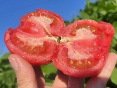 攀枝花西红柿高山漏天西红柿新鲜9斤番茄蔬菜生吃大沙瓤西红柿图2