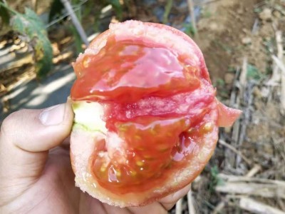 攀枝花西红柿高山漏天西红柿新鲜9斤番茄蔬菜生吃大沙瓤西红柿图4