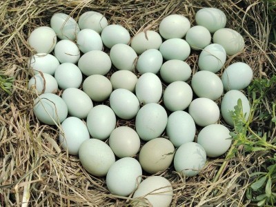 严选40枚绿壳鸡蛋新鲜乌鸡土鸡蛋农家散养月子蛋宝宝蛋正宗柴草蛋图3