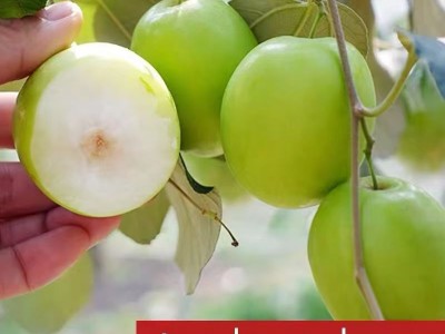 广西大青枣牛奶枣新鲜采摘脆甜多汁产地直发整箱批发代发包邮贸易图5