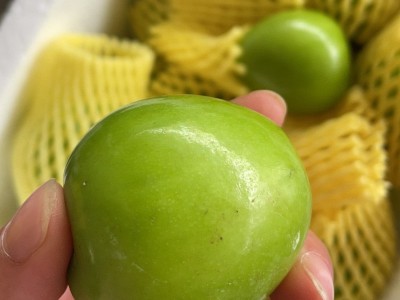 广西大青枣牛奶枣新鲜采摘脆甜多汁产地直发整箱批发代发包邮贸易图3