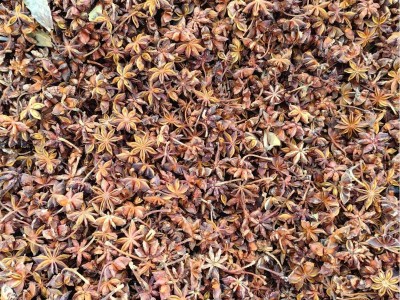 八角500g大料大茴香10月新货大红另香叶桂皮花椒草果香料调料炒菜图4