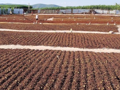 广西优质八角香料大全大料香料调料茴香足干产地调味料直发可批发图3