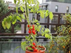 圣女果苗种植秘籍：从种子到丰收的浪漫之旅