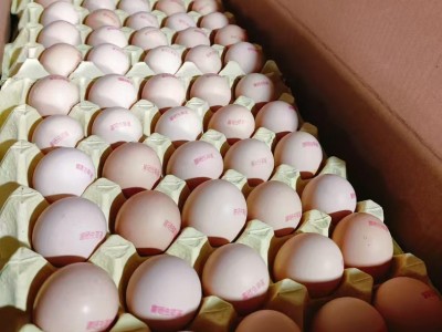 批发新鲜虫草鸡蛋富硒无抗蛋土鸡蛋笨鸡蛋草鸡蛋喷码印字图4