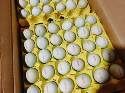批发新鲜虫草鸡蛋富硒无抗蛋土鸡蛋笨鸡蛋草鸡蛋喷码印字图3