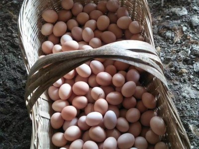 批发新鲜农家散养土鸡蛋草鸡蛋笨鸡蛋粉壳蛋鲜鸡蛋柴鸡蛋谷物蛋图3