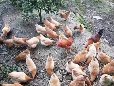 批发新鲜农家散养土鸡蛋草鸡蛋笨鸡蛋粉壳蛋鲜鸡蛋柴鸡蛋谷物蛋图4