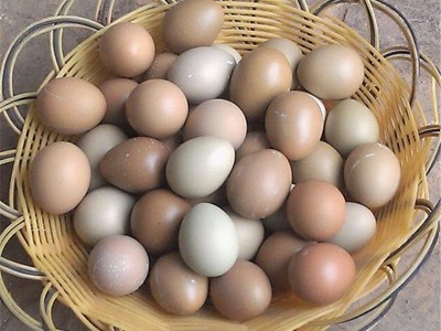 大量批发新鲜野鸡蛋七彩野鸡蛋七彩山鸡蛋 量大价优新鲜保证图2