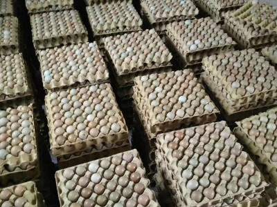 大量批发新鲜野鸡蛋七彩野鸡蛋七彩山鸡蛋 量大价优新鲜保证图3