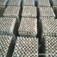 大量批发新鲜野鸡蛋七彩野鸡蛋七彩山鸡蛋 量大价优新鲜保证