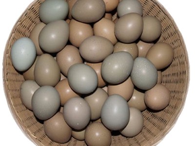 大量批发新鲜野鸡蛋七彩野鸡蛋七彩山鸡蛋 量大价优新鲜保证图5