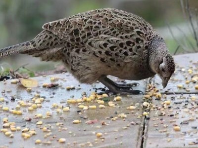 大量批发新鲜野鸡蛋七彩野鸡蛋七彩山鸡蛋 量大价优新鲜保证图4