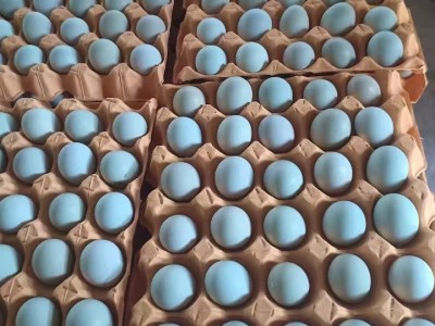 农家批发大号绿壳鸡蛋新鲜散养绿壳乌鸡蛋农家土鸡蛋 绿壳草鸡蛋图3